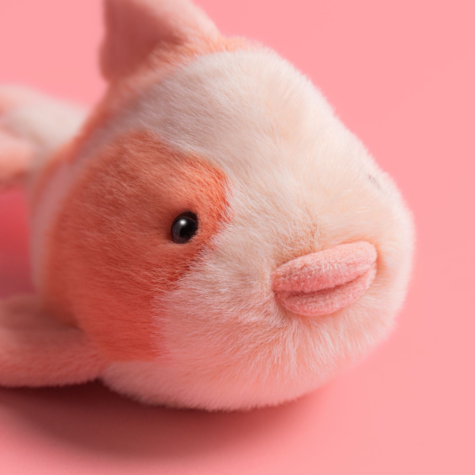 KO4C-FancyCarp-PinkDetail-Shot-3.jpg